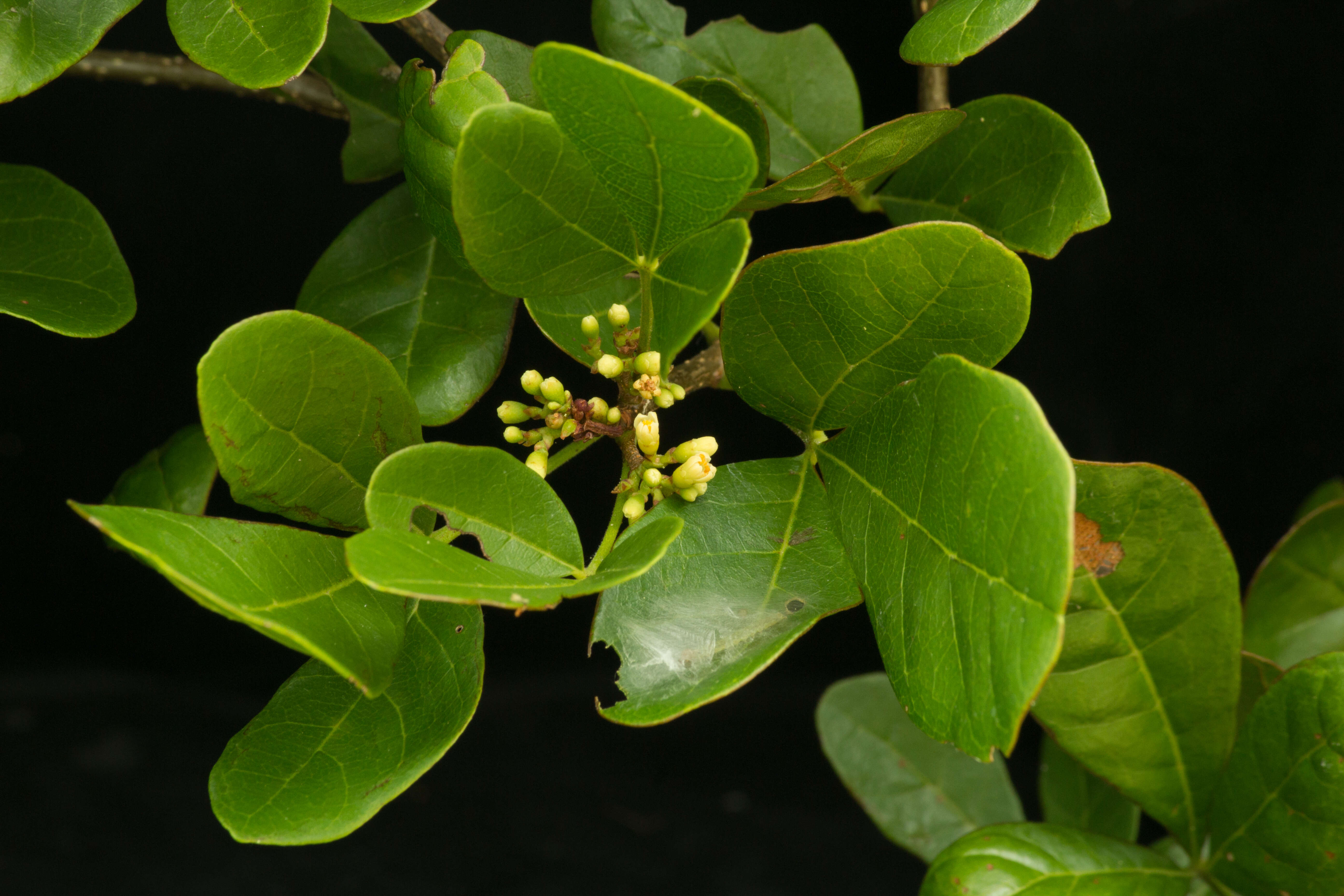 Image of Trichilia trifolia L.
