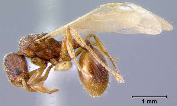 Image of Aphaenogaster Mayr 1853