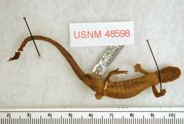 Image of long-toed salamander