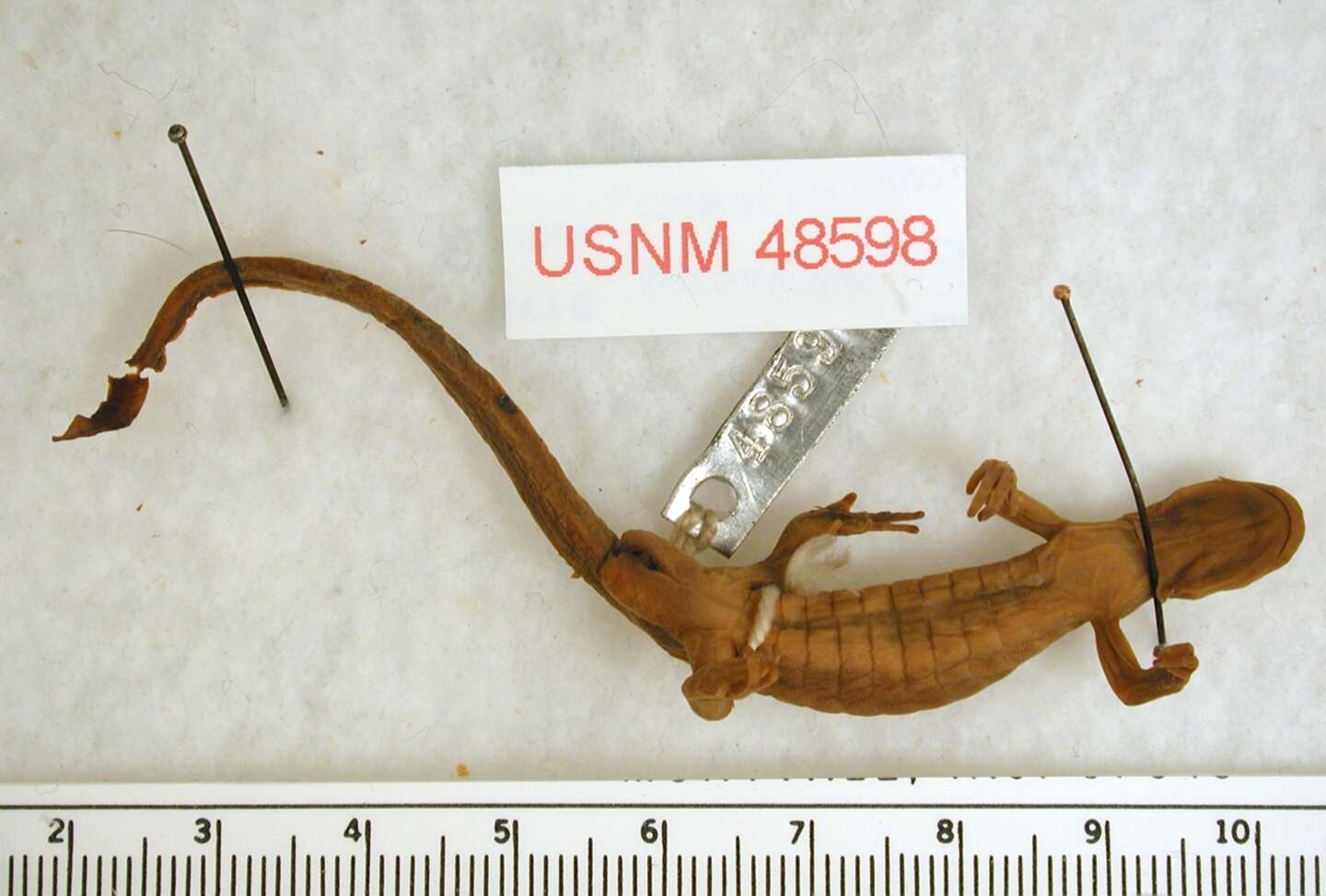 Image of long-toed salamander