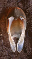 Image of arrow-finned squid