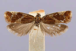 Image of Epinotia cruciana (Linnaeus 1761)