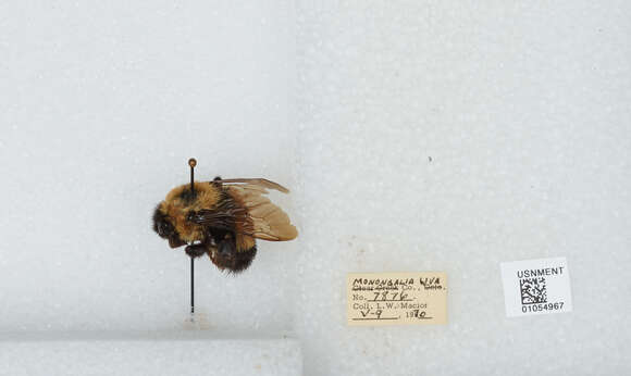 Слика од Bombus affinis Cresson 1864