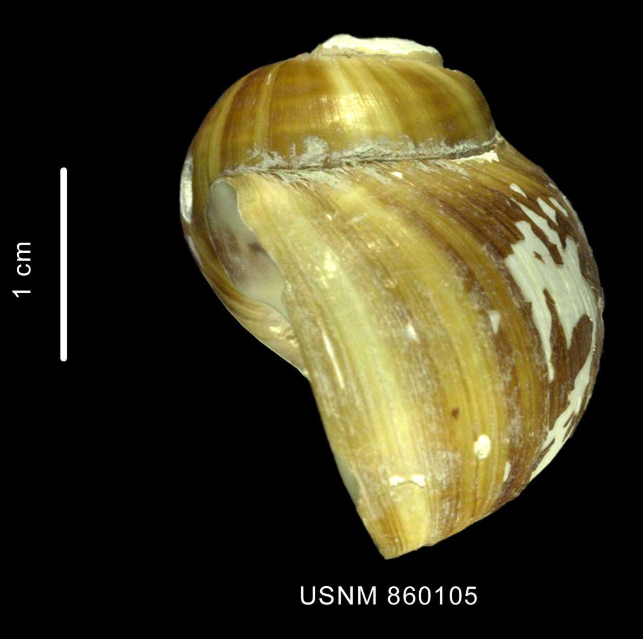 Image of Falsilunatia notorcadensis Dell 1990