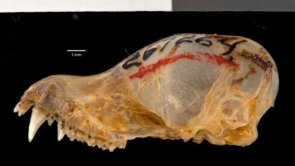 Image of Myotis horsfieldii deignani Shamel 1942