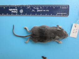 Image of White-footed Deermouse