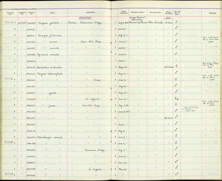 Chlorothraupis carmioli lutescens Griscom 1927的圖片