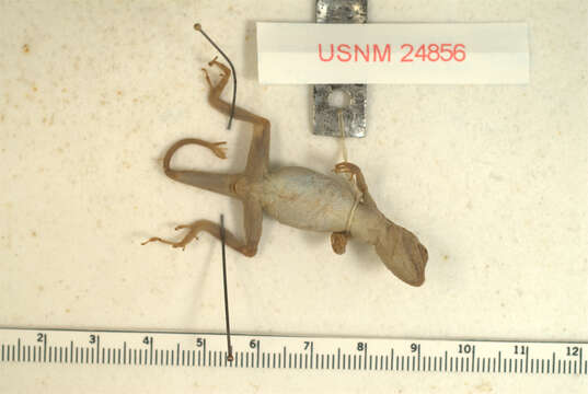 Image of Rodriguez's Anole