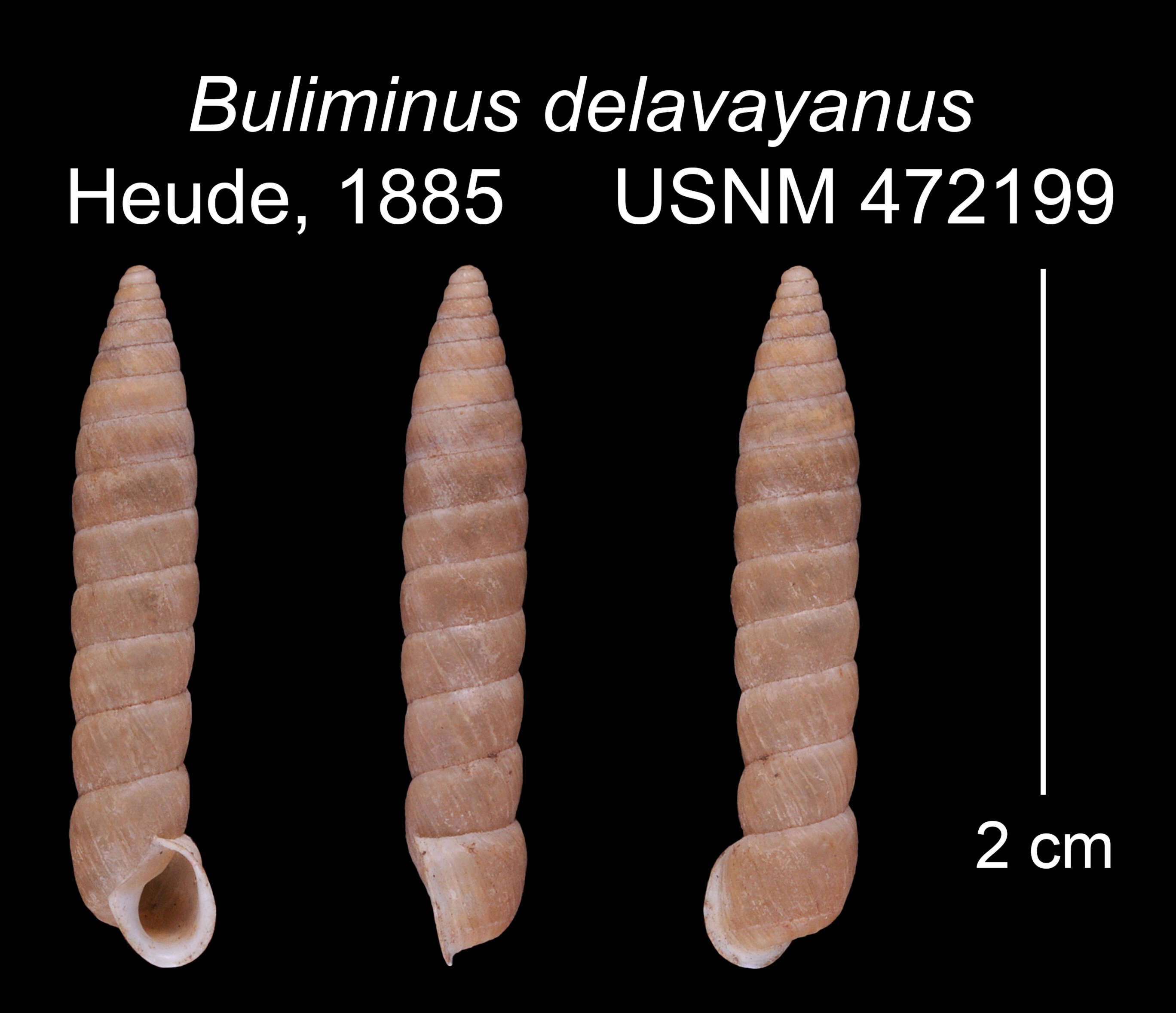 Image of Buliminopsis Heude 1890