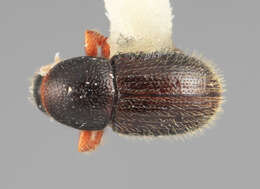 Image of Scolytodes crinitus Wood 1978