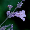 Image of Arrabidaea pubescens (L.) A. H. Gentry