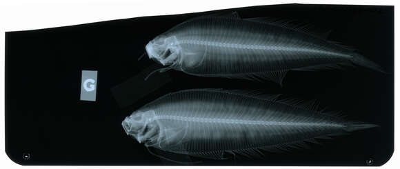 Image of Clear fin-base flounder