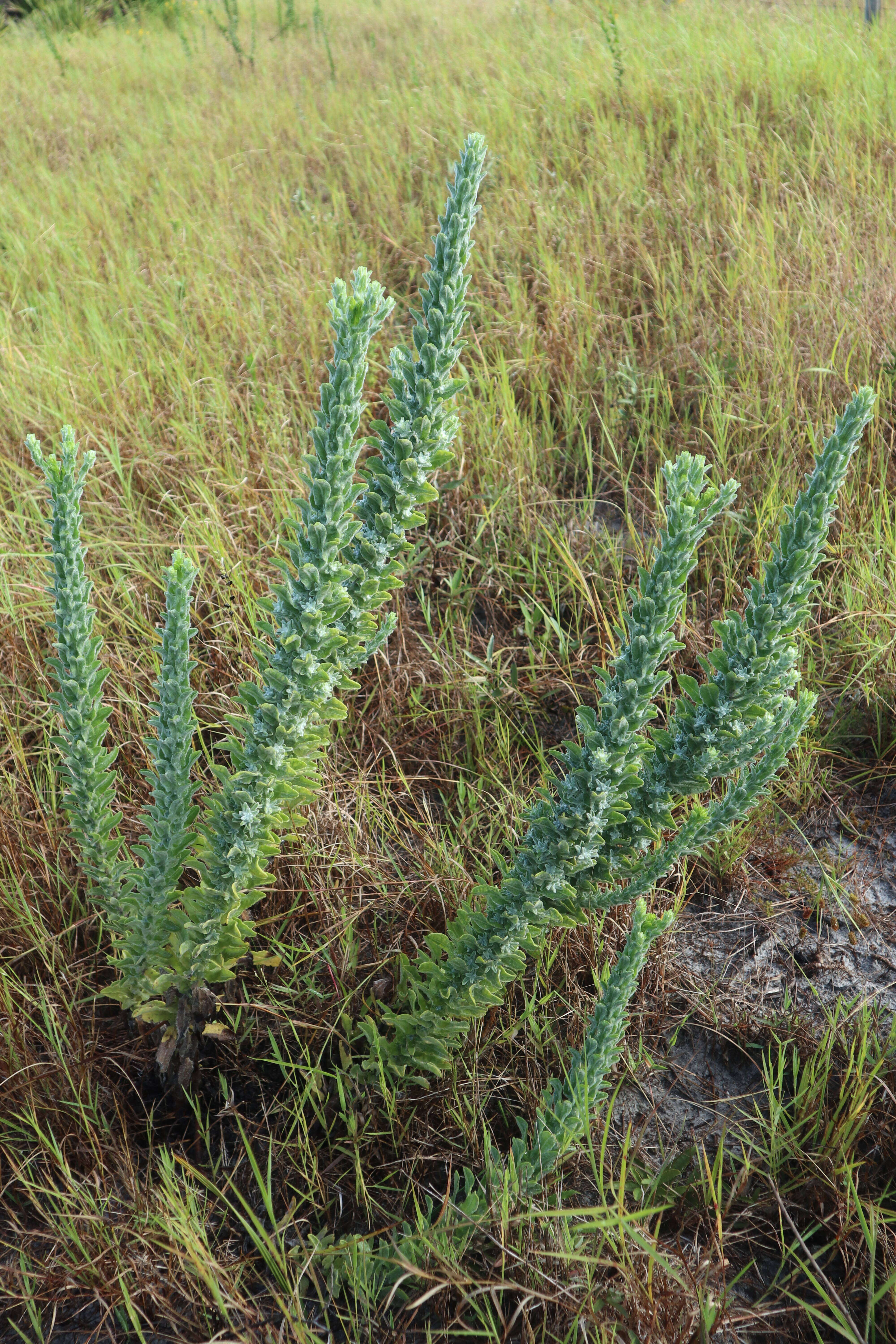 Image de Chrysopsis floridana var. highlandsensis (De Laney & Wunderlin) D. B. Ward