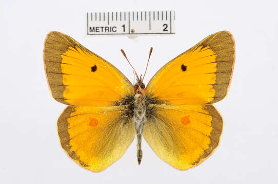 Plancia ëd Colias staudingeri Alphéraky 1881