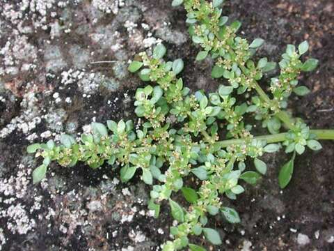 Image of rockweed