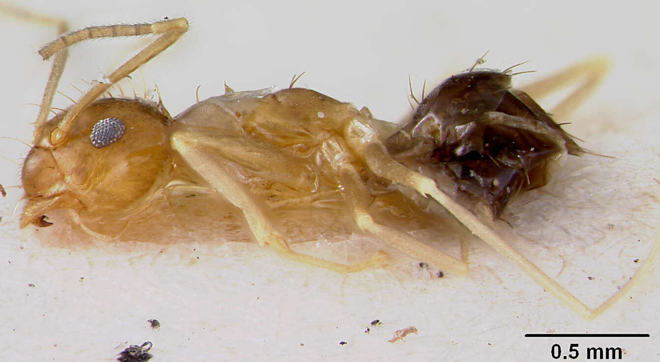 Image of Prenolepis (Nylanderia) foreli var. nigriventris Emery