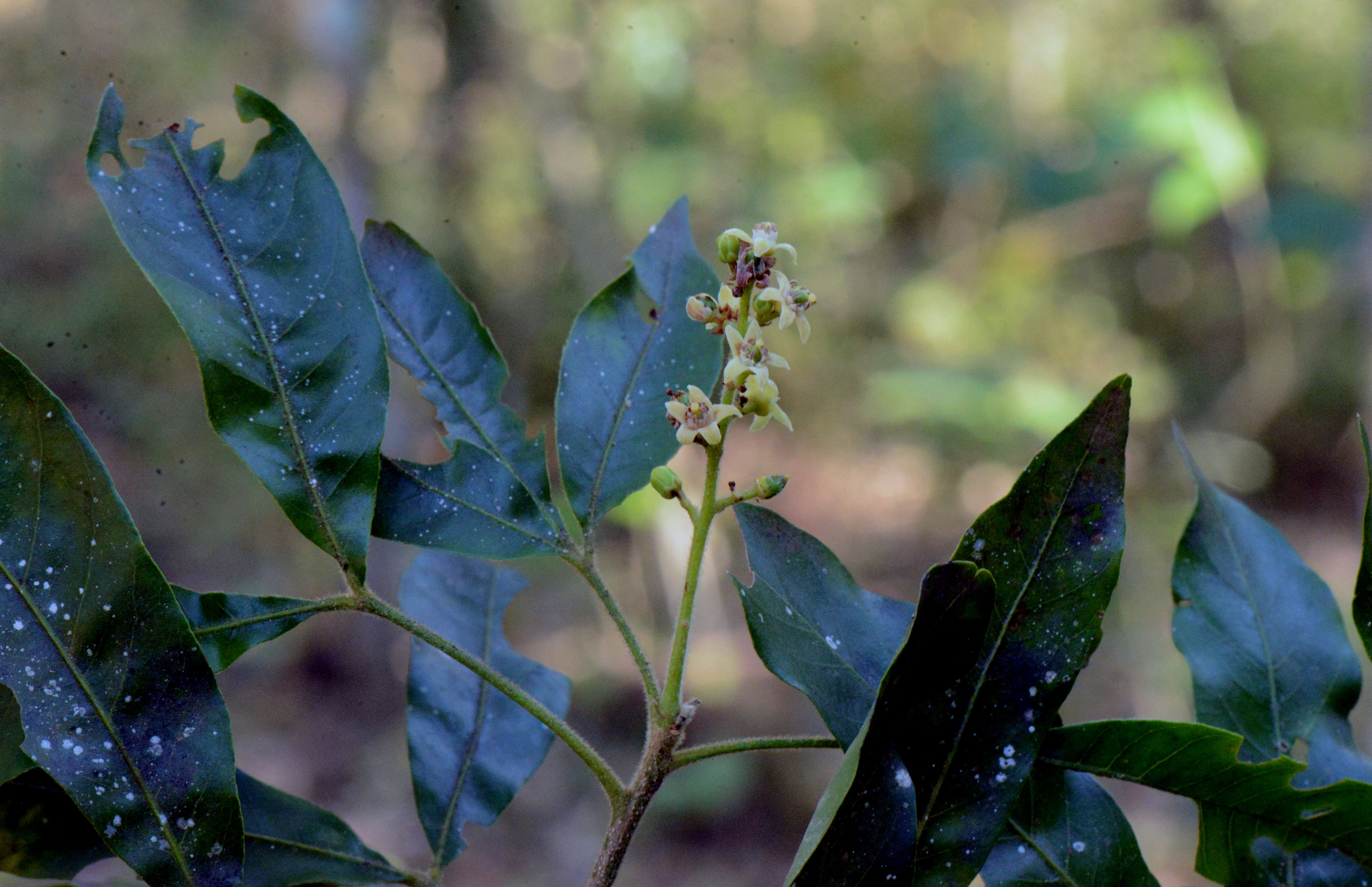 Image of Trichilia claussenii C. DC.