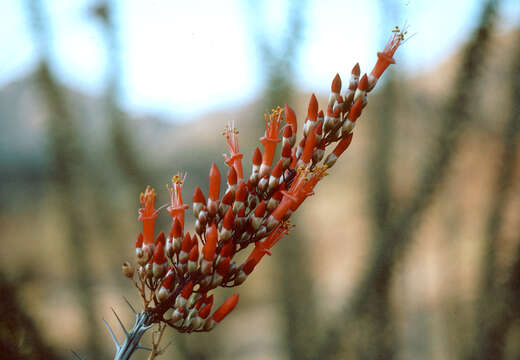 Image of ocotillo