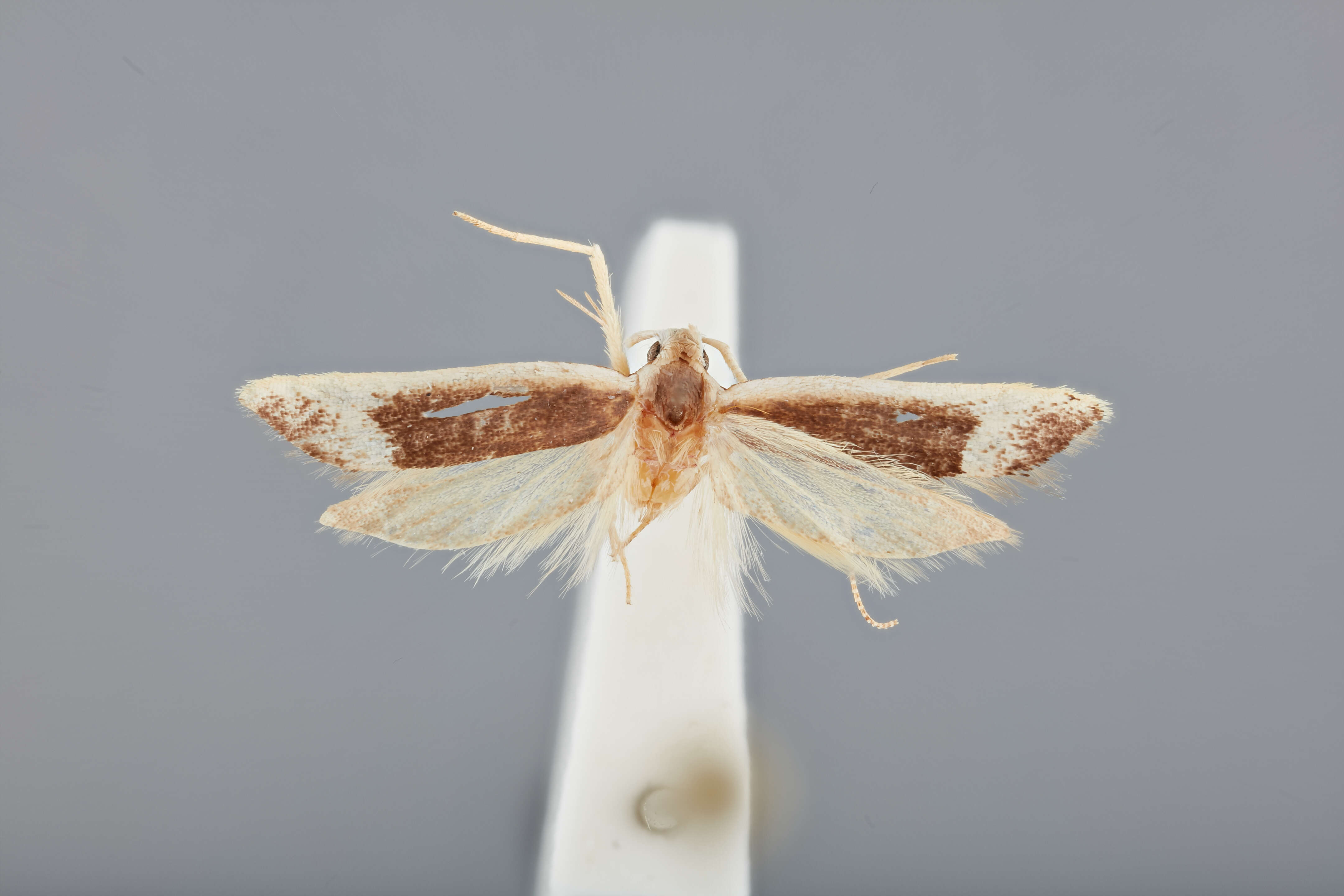 Image of Lecithocera niptanensis