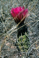 Image of Kuenzler hedgehog cactus