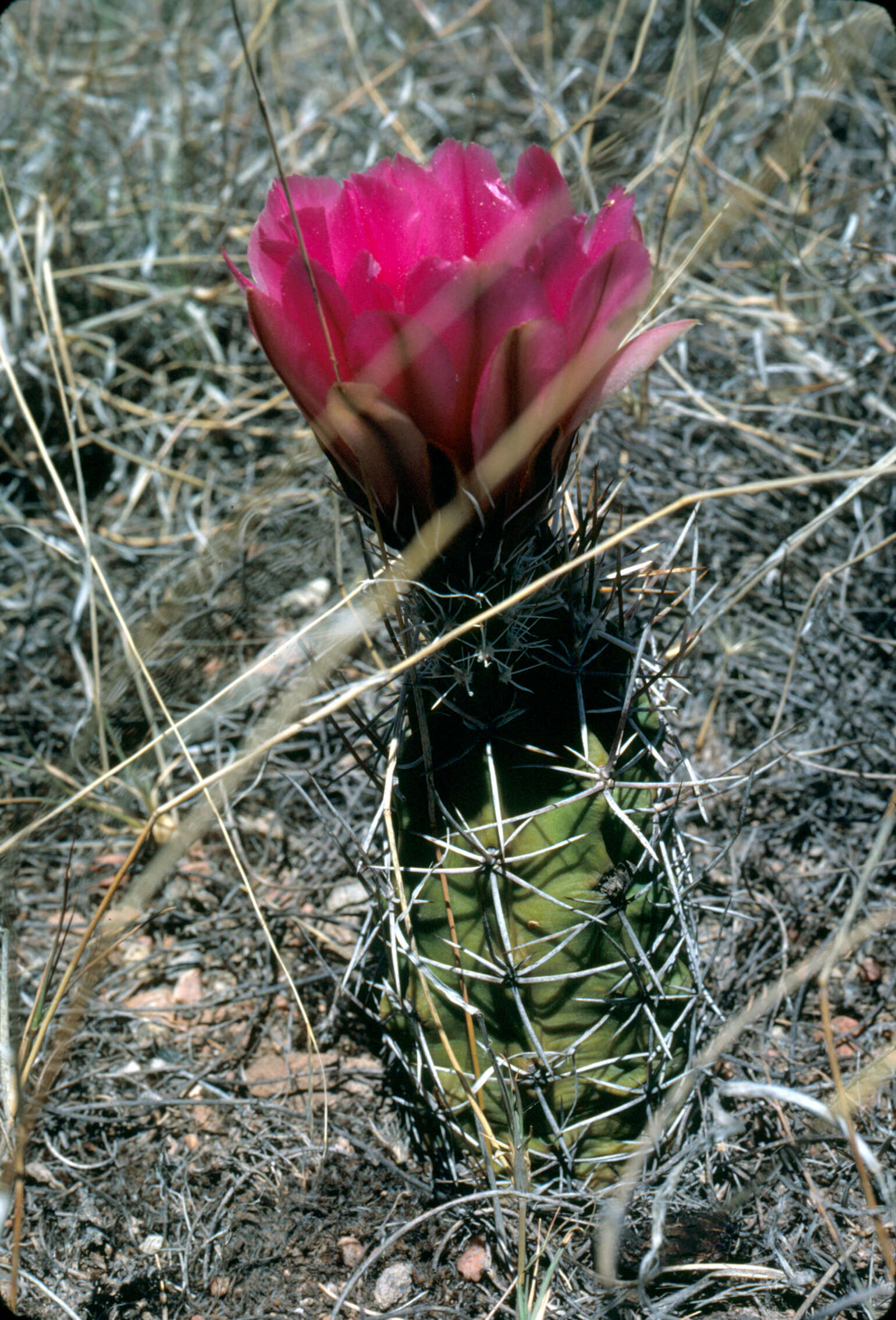 Image de Echinocereus fendleri subsp. fendleri