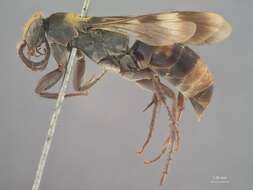 Image of Odontaporus aureolus Bradley 1944