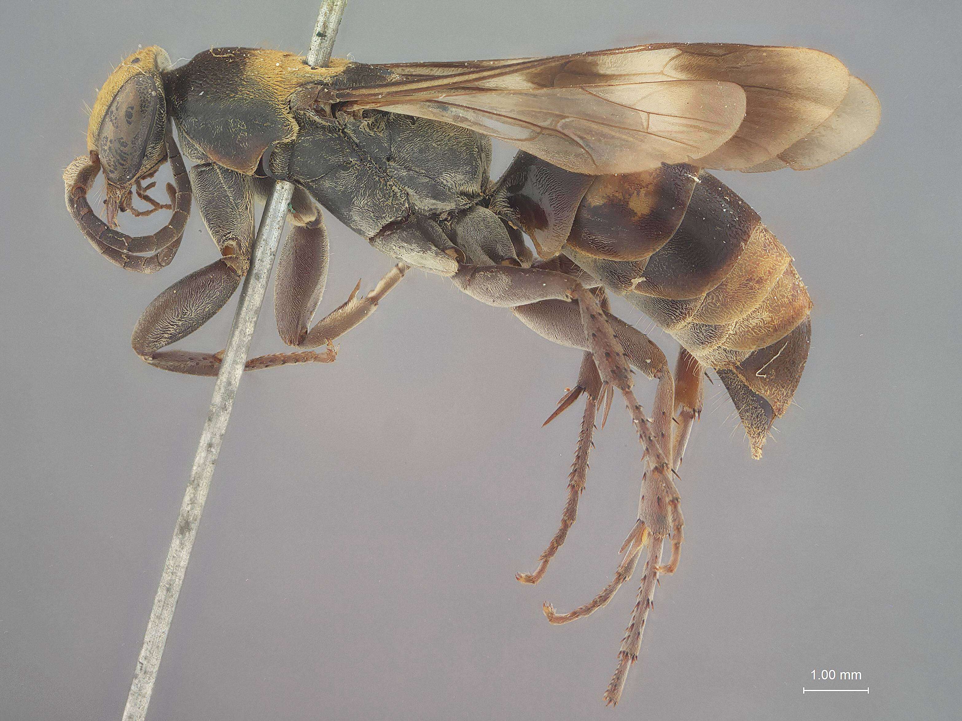 Imagem de Odontaporus aureolus Bradley 1944