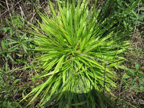 Imagem de Panicum laxiflorum Lam.