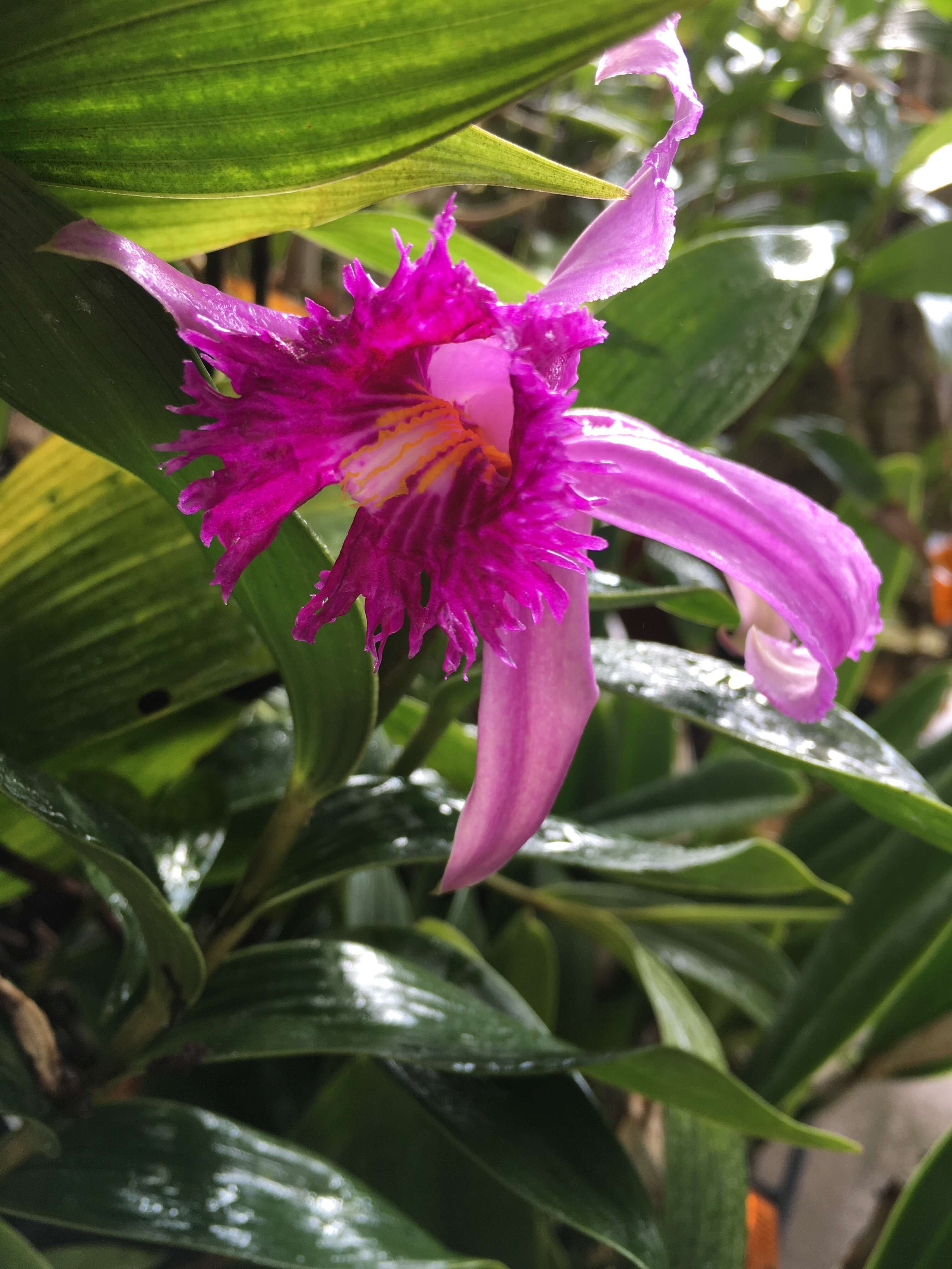 Image of Sobralia wilsoniana Rolfe