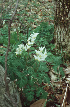 Image of dutchman's breeches