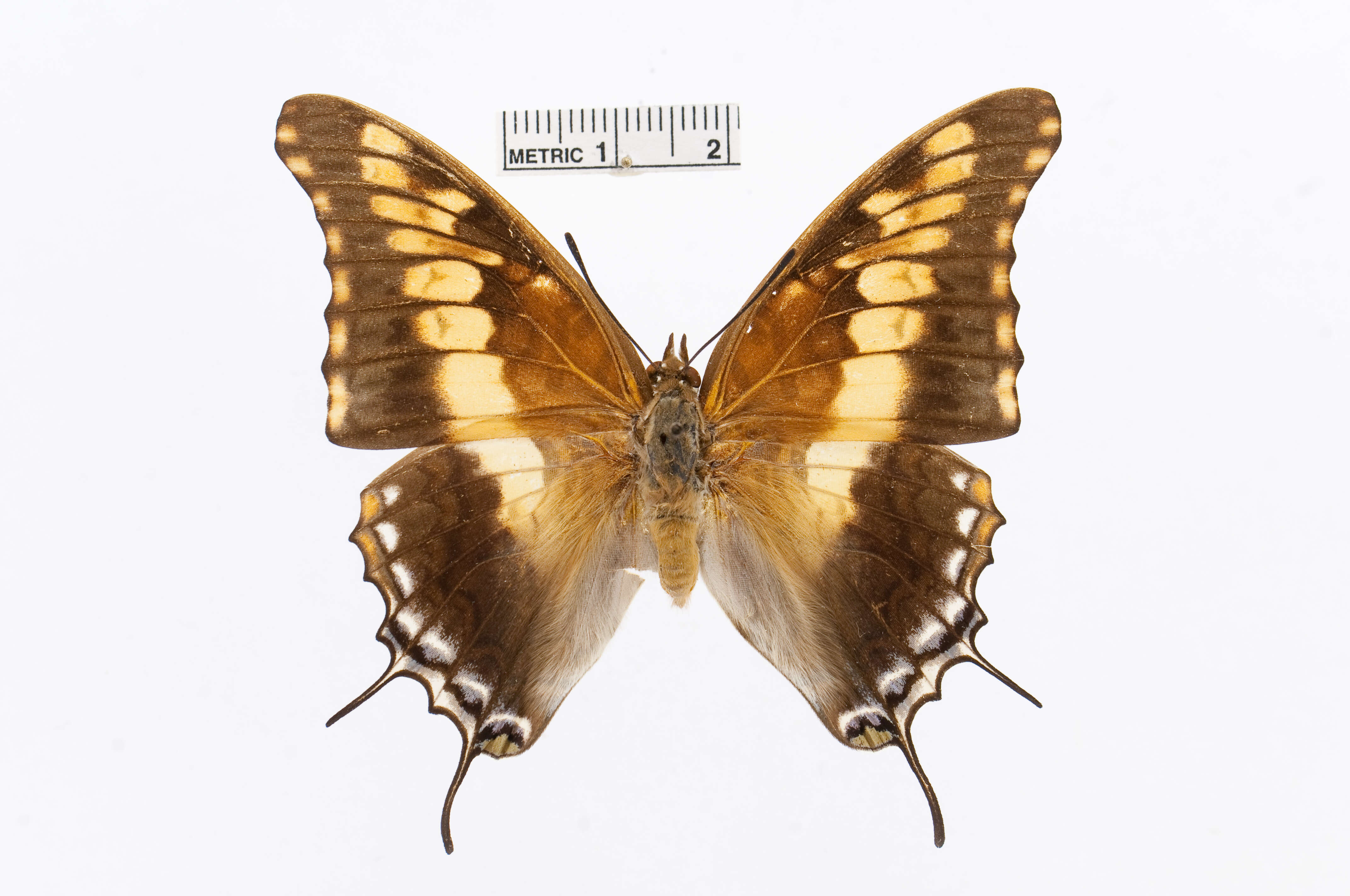 Charaxes achaemenes Felder & Felder 1866 resmi