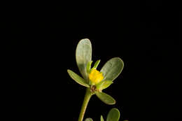 Image of common purslane