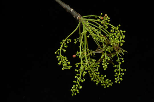 Image of Bursera ovalifolia (Schltdl.) Engl.