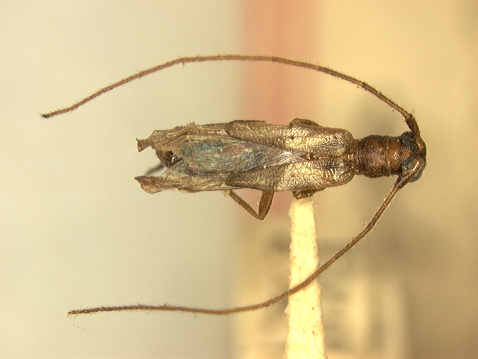 Image of Methia constricticollis Schaeffer 1908