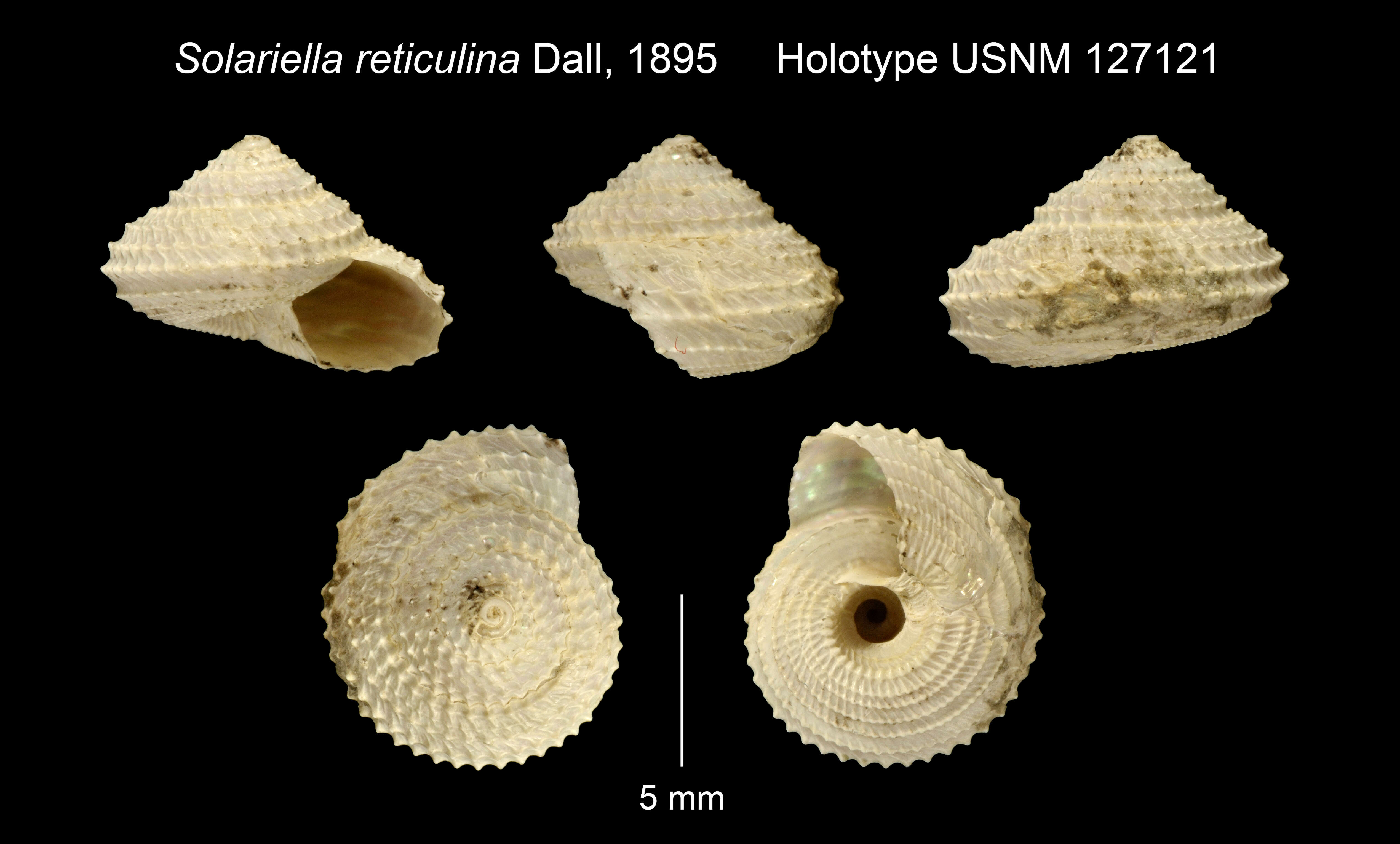 Image of Calliotropis reticulina (Dall 1895)