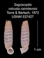 Imagem de Sagracoptis robusta caimitensis C. Torre & Bartsch 1972