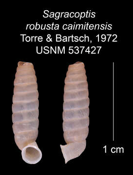 Imagem de Sagracoptis robusta caimitensis C. Torre & Bartsch 1972