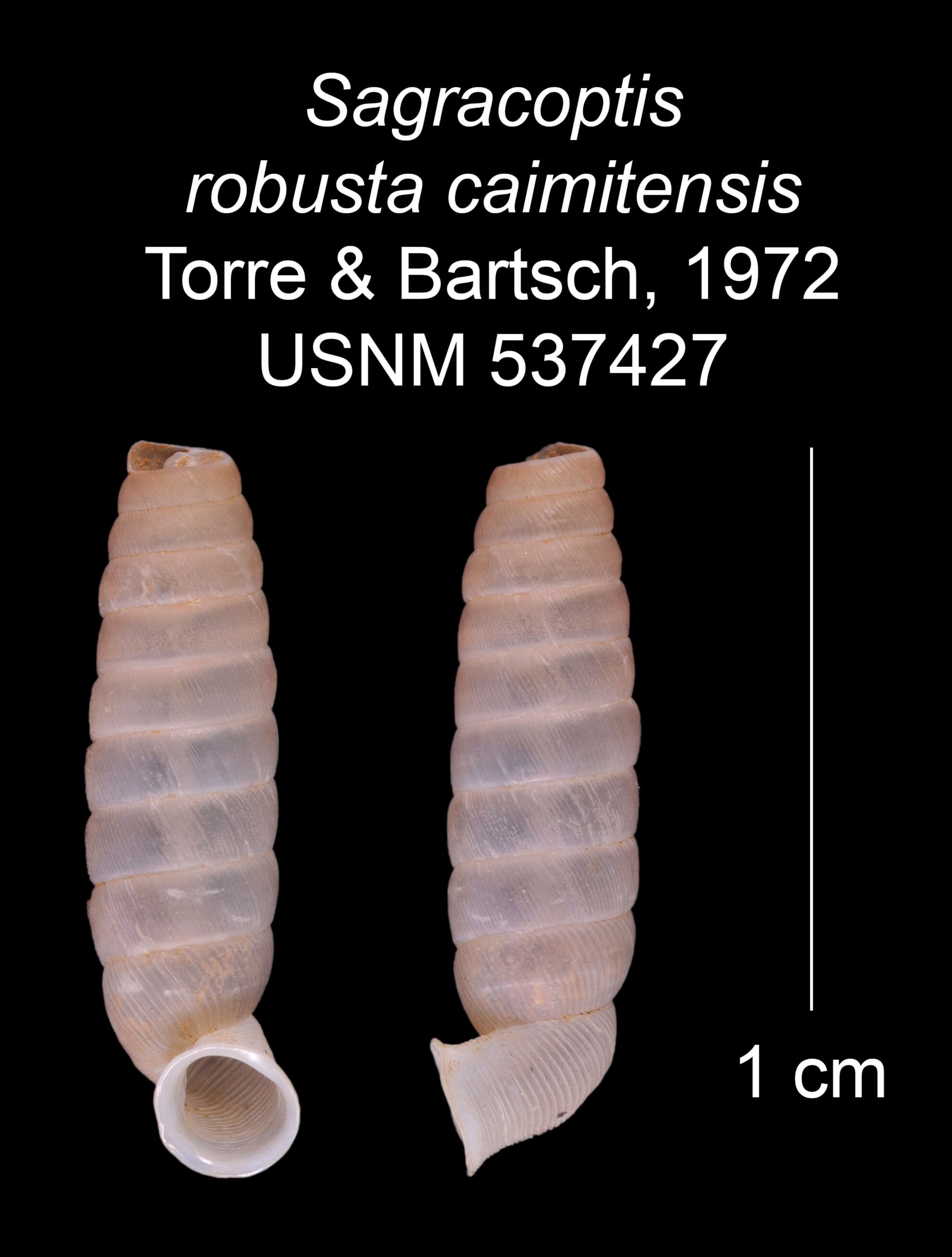 Imagem de Sagracoptis robusta caimitensis C. Torre & Bartsch 1972