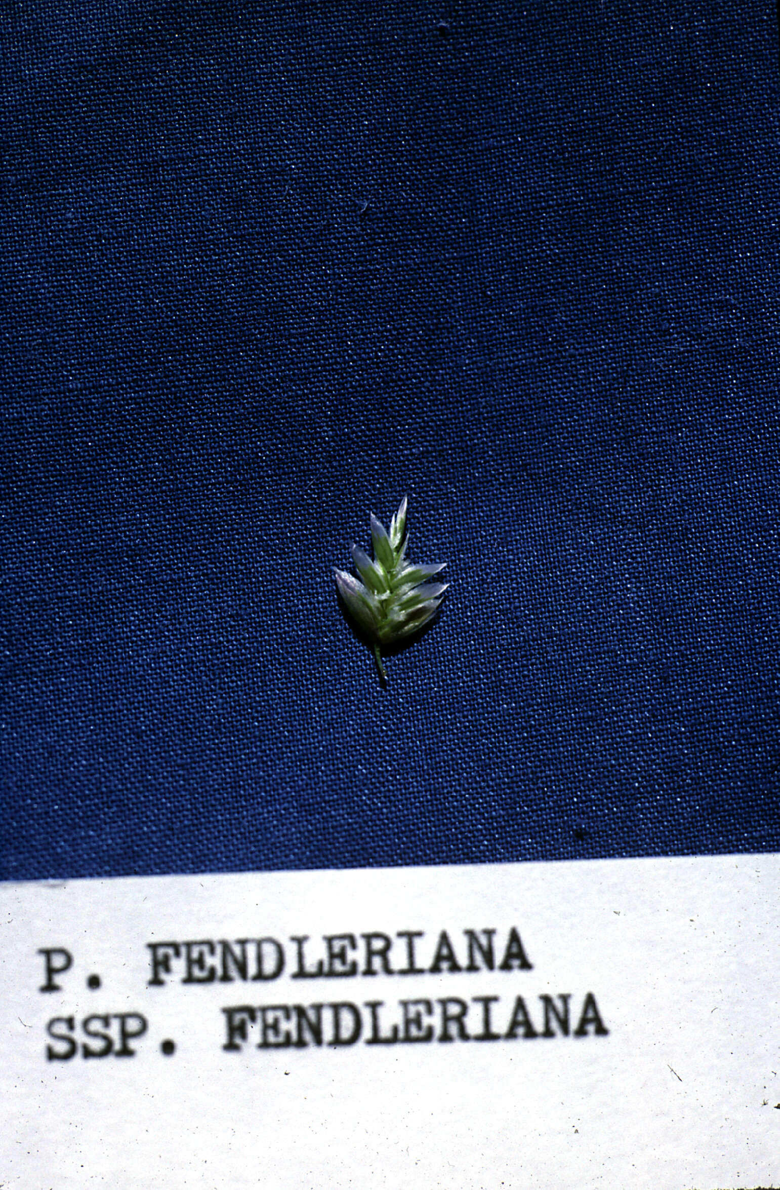 Plancia ëd Poa fendleriana subsp. fendleriana