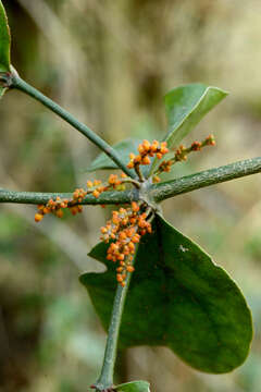 Image of Piper mistletoe