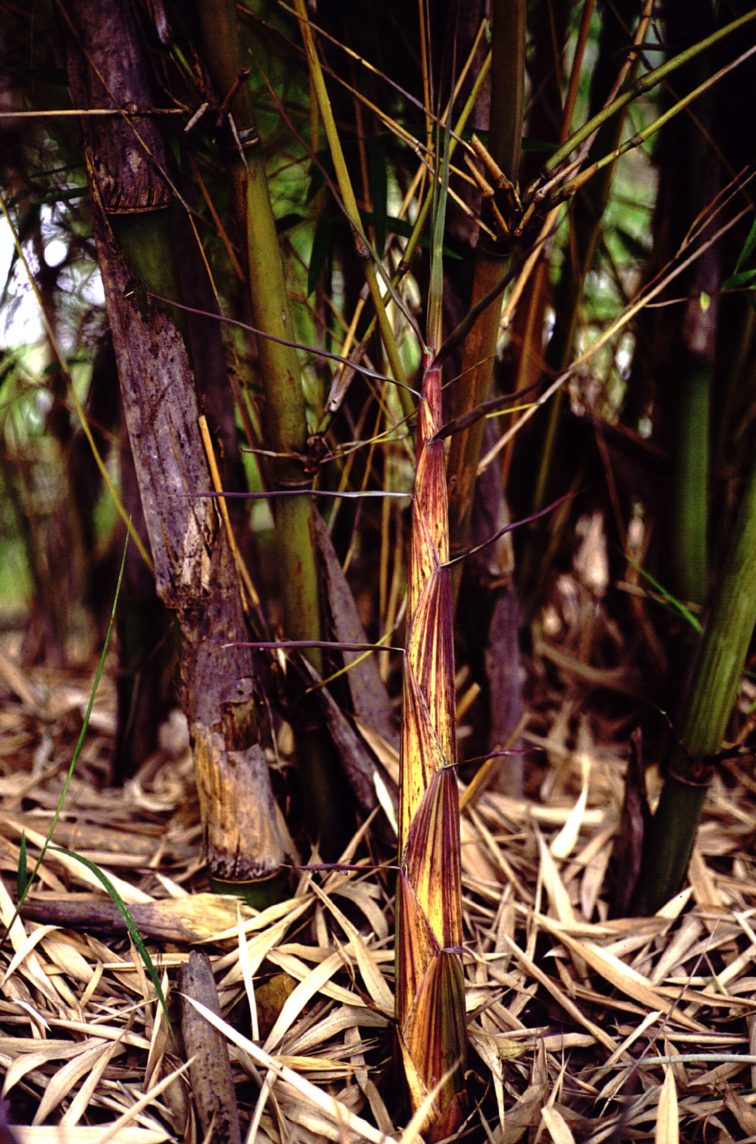 Image of Fargesia yunnanensis Hsueh & T. P. Yi