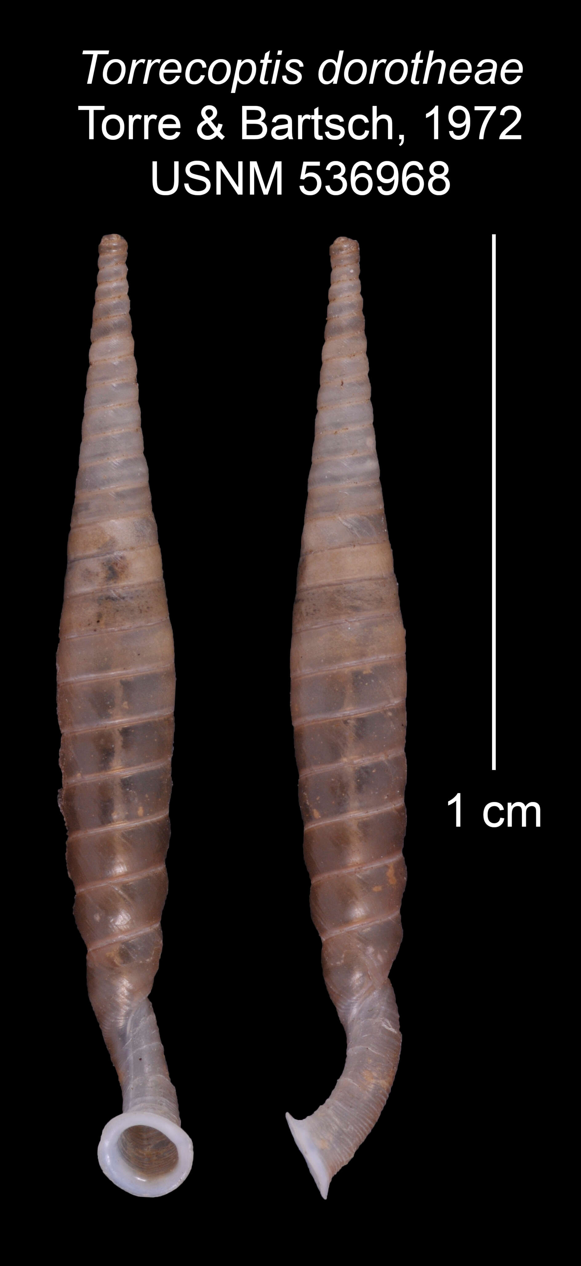 Imagem de Torrecoptis dorotheae C. de la Torre & Bartsch 1972