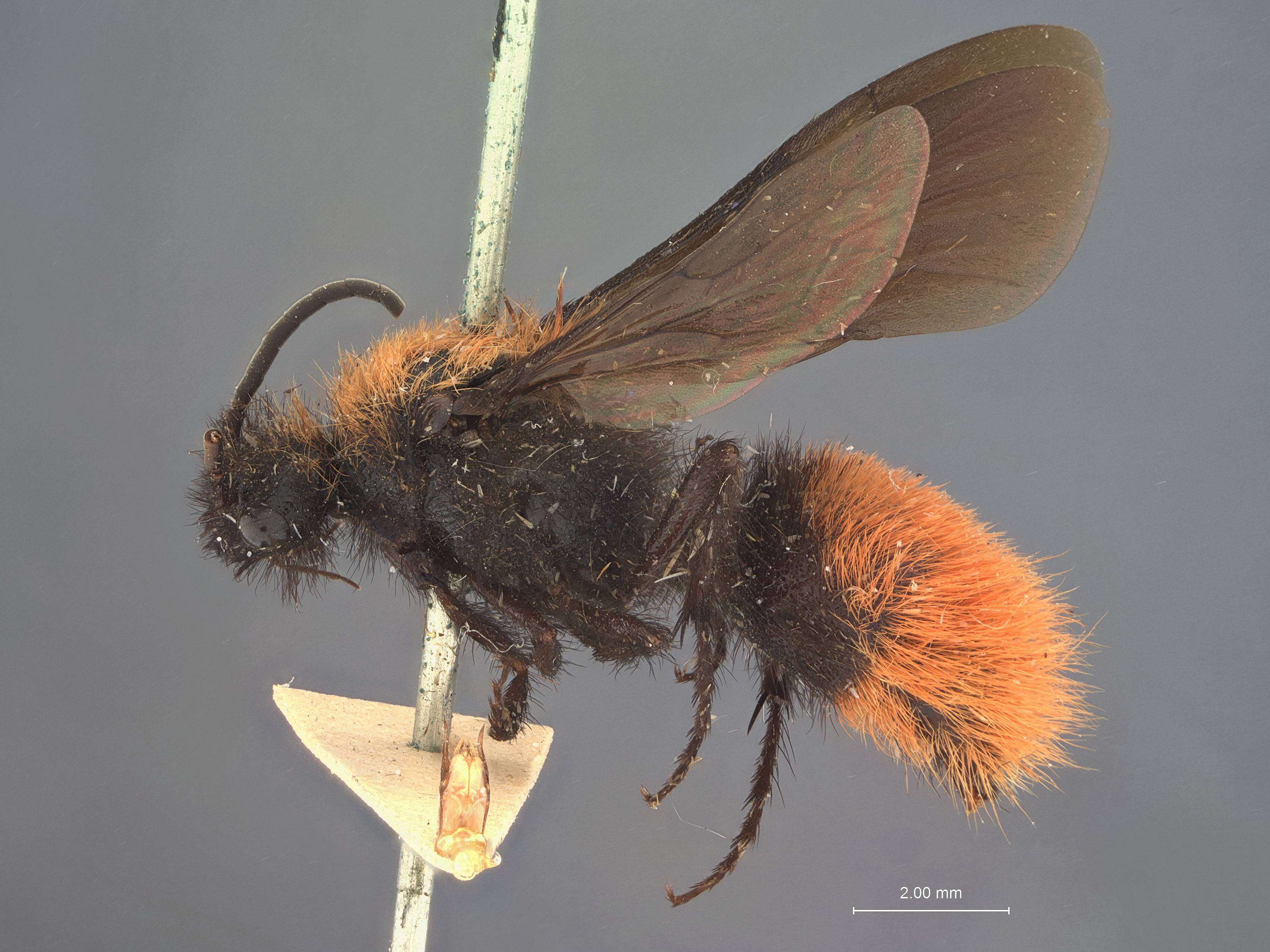 Plancia ëd Dasymutilla phya (Cameron 1895)