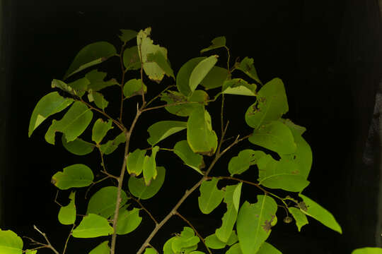 Image of <i>Phyllanthus mocinianus</i>