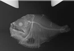 Image of Threelight hatchetfish