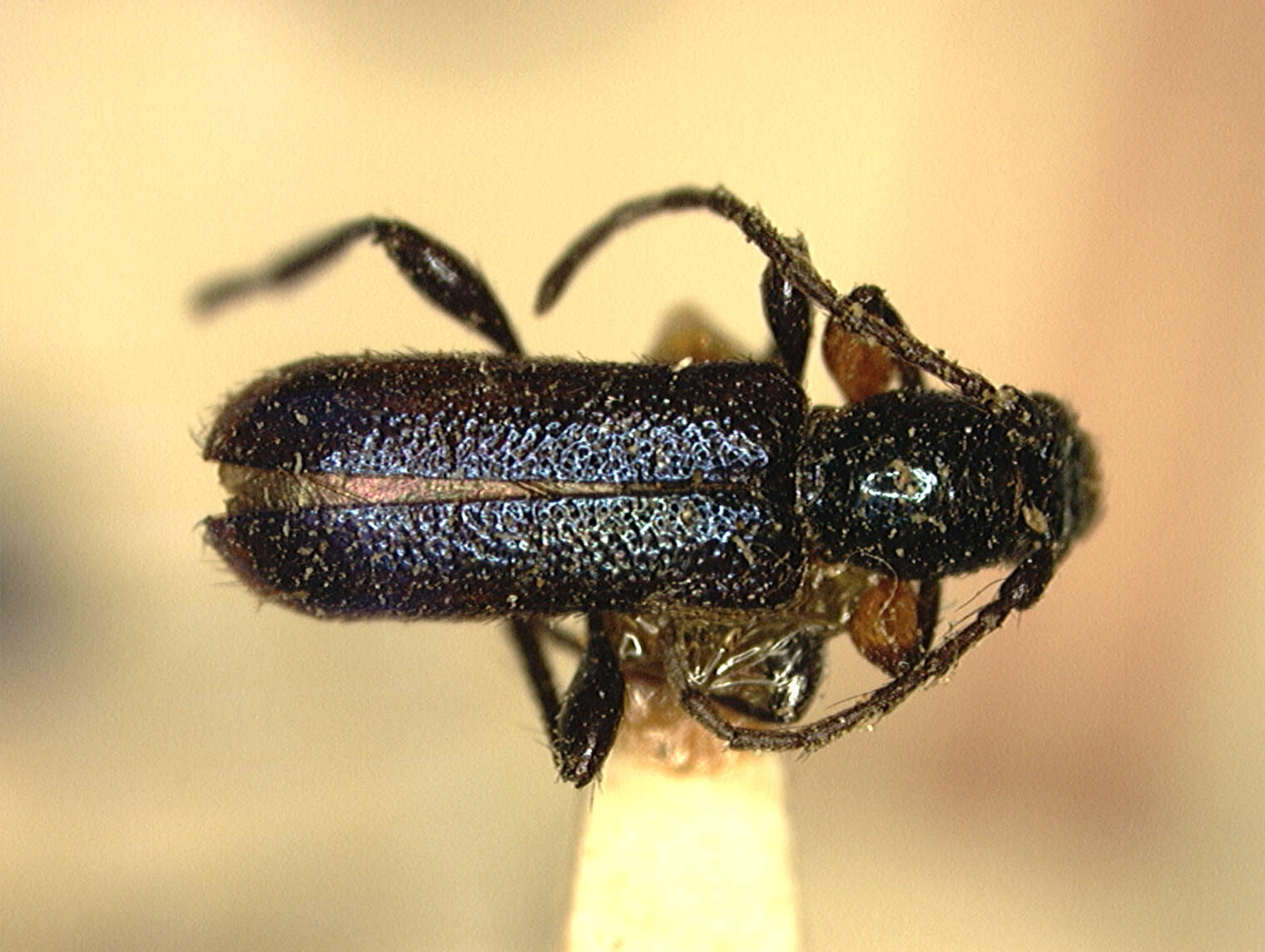 Image of Poecilobrium rugosipenne Linell 1897