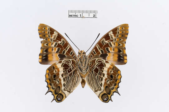 Imagem de Charaxes ansorgei Rothschild 1897