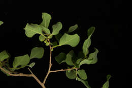 Image of Diospyros aequoris subsp. tehuantepecensis Provance, I. García & A. C. Sanders