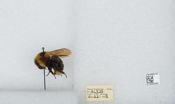 Image de Bombus insularis (Smith 1861)