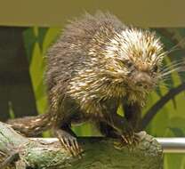 Image of Brazilian Porcupine